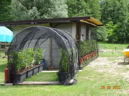 piantagione-di-mirtilli-da-Agriturismo-Campo-dei-Fiori-Cuveglio-Varese-26